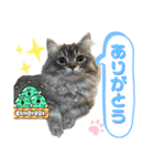 うちの猫猫スタンプさん（個別スタンプ：4）