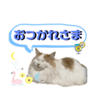 うちの猫猫スタンプさん（個別スタンプ：5）