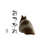 うちの猫猫スタンプさん（個別スタンプ：8）