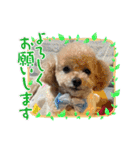 トイプードルリオン（個別スタンプ：4）