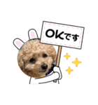 トイプードルリオン（個別スタンプ：5）