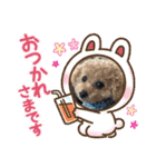 トイプードルリオン（個別スタンプ：8）
