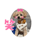 トイプードルリオン（個別スタンプ：9）