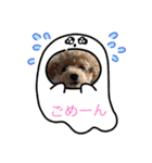 トイプードルリオン（個別スタンプ：11）