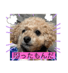 トイプードルリオン（個別スタンプ：12）