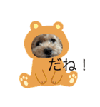 トイプードルリオン（個別スタンプ：13）