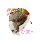 トイプードルリオン（個別スタンプ：14）