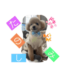 トイプードルリオン（個別スタンプ：15）