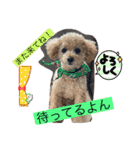 トイプードルリオン（個別スタンプ：18）