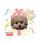 トイプードルリオン（個別スタンプ：19）