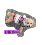トイプードルリオン（個別スタンプ：20）