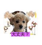 トイプードルリオン（個別スタンプ：22）