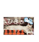 のんちゃんとちぃ様スタンプ♡（個別スタンプ：11）