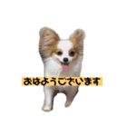 パピヨン ミケです。（個別スタンプ：1）
