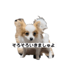 パピヨン ミケです。（個別スタンプ：3）