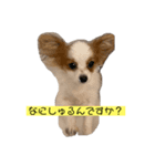 パピヨン ミケです。（個別スタンプ：5）