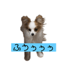 パピヨン ミケです。（個別スタンプ：6）