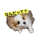 パピヨン ミケです。（個別スタンプ：7）