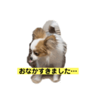 パピヨン ミケです。（個別スタンプ：8）
