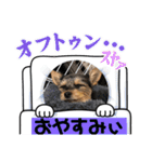 わんわン（個別スタンプ：13）