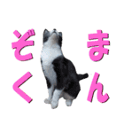 木更津Cats（個別スタンプ：1）
