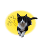 木更津Cats（個別スタンプ：2）