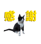 木更津Cats（個別スタンプ：3）