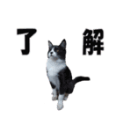 木更津Cats（個別スタンプ：4）