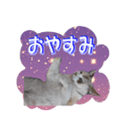 木更津Cats（個別スタンプ：5）