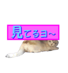 木更津Cats（個別スタンプ：8）