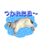 木更津Cats（個別スタンプ：9）