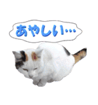 木更津Cats（個別スタンプ：10）