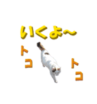 木更津Cats（個別スタンプ：11）