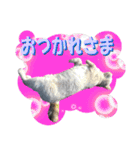 木更津Cats（個別スタンプ：12）
