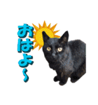 木更津Cats（個別スタンプ：13）