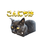 木更津Cats（個別スタンプ：16）