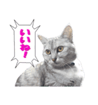 木更津Cats（個別スタンプ：17）