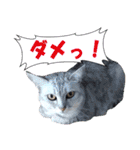 木更津Cats（個別スタンプ：18）