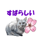木更津Cats（個別スタンプ：20）