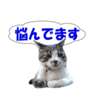 木更津Cats（個別スタンプ：22）