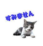 木更津Cats（個別スタンプ：23）