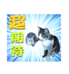 木更津Cats（個別スタンプ：24）
