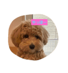 犬だけどね！（個別スタンプ：1）