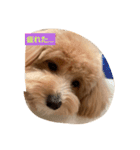 犬だけどね！（個別スタンプ：2）