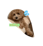 犬だけどね！（個別スタンプ：4）