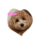 犬だけどね！（個別スタンプ：6）