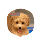 犬だけどね！（個別スタンプ：7）