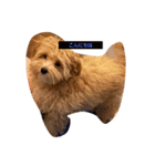 犬だけどね！（個別スタンプ：8）