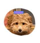 犬だけどね！（個別スタンプ：9）