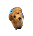 犬だけどね！（個別スタンプ：10）